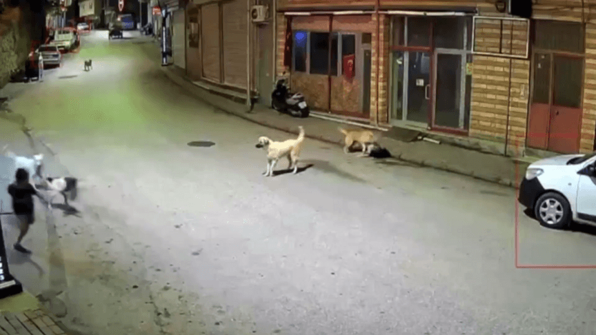 Ordu'da çocuk sahipsiz köpeklerin saldırısından kurtuldu