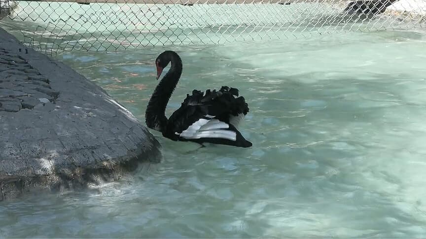 Kuğulu Park'ta siyah kuğu kuluçka dönemine girdi