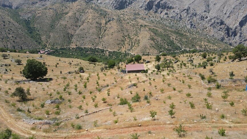 Emekli öğretmen 80 bin fidanla atıl arazileri tarıma kazandırdı