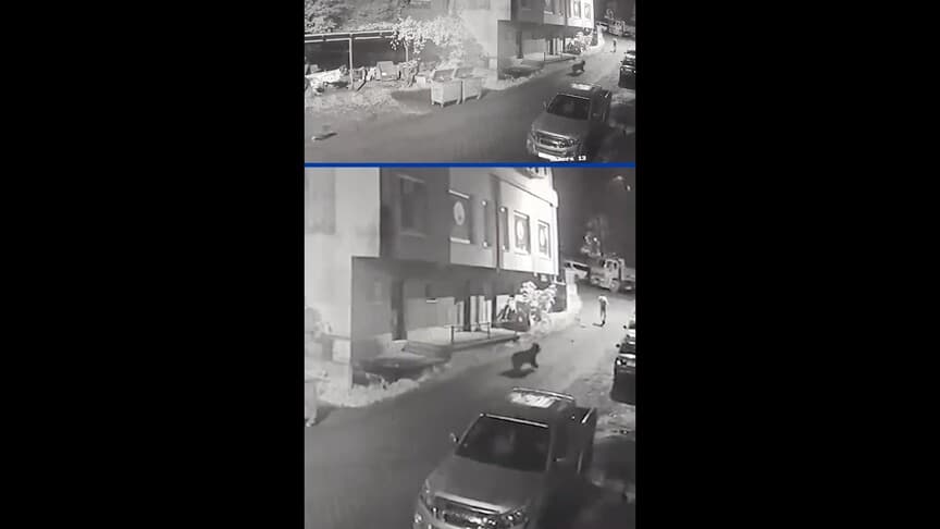 Rize'de bir vatandaşın anne ayı ve yavrularından kaçışı güvenlik kamerasında görüntülendi