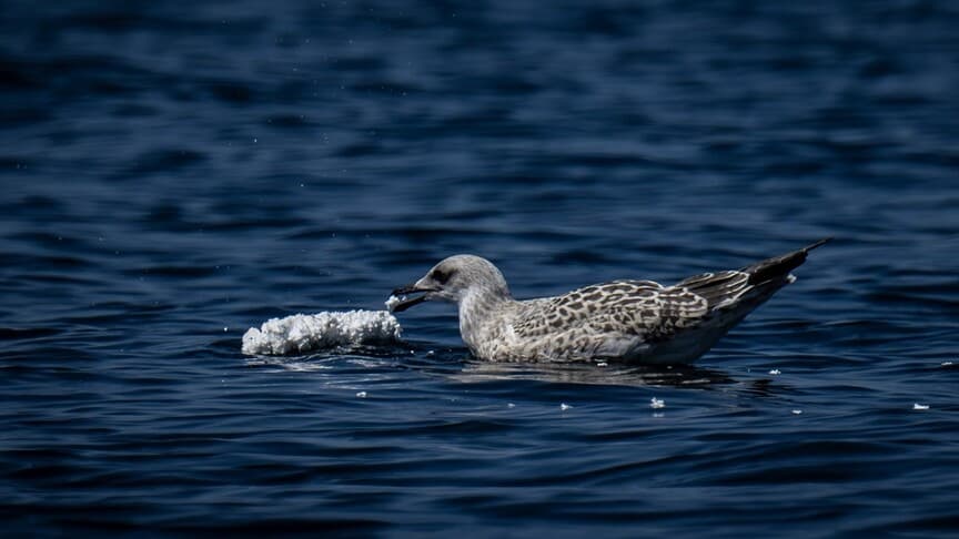 Prens Adaları'nda deniz kuşları plastik atıklarla mücadele ediyor