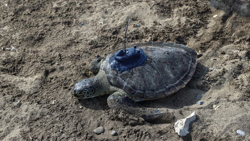 Mersin'de uydu cihazı takılan 2 yeşil deniz kaplumbağası denize salındı