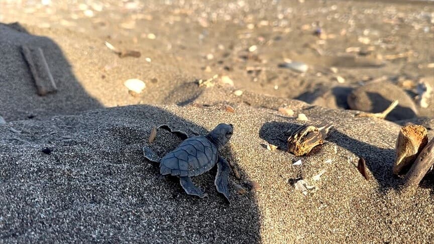 Mersin'de kaplumbağa yavruları denize ulaştı
