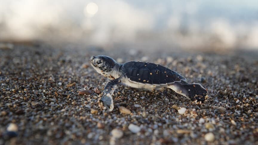 Antalya'da caretta caretta yavruları denizle buluşuyor