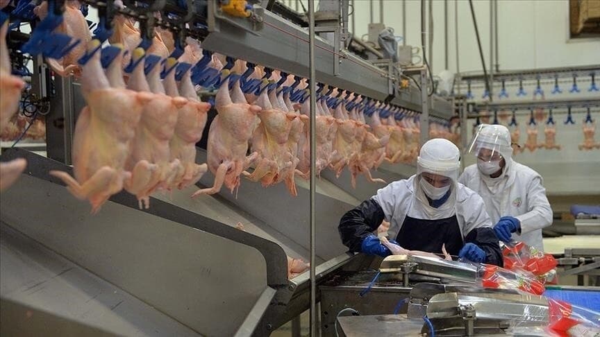 Haziranda tavuk eti üretimi yüzde 14,7 arttı
