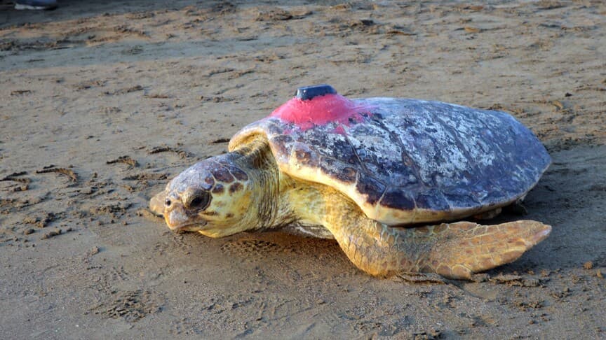 Uydu ile takip edilen caretta caretta Tuba, Bodrum açıklarında yaşıyor