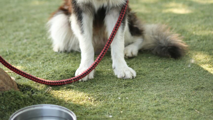 Adana'da sahipsiz kediyi öldüren köpeği ağızlıksız gezdiren kadına ceza verildi