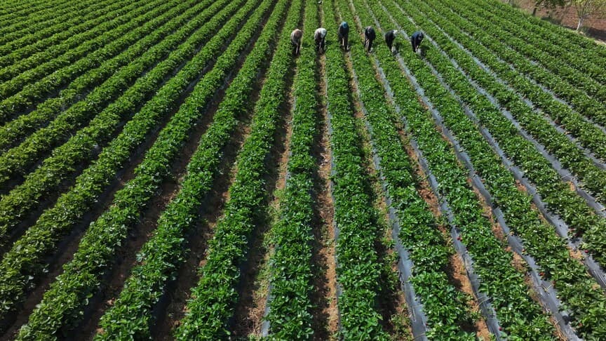 Bugün çiftçilere 110,5 milyon lira tarımsal destek ödemesi yapılacak