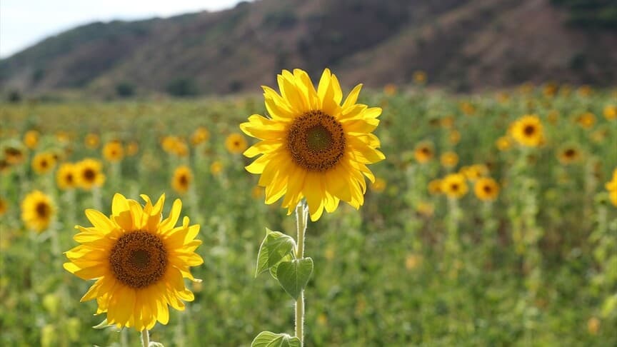 Erzincan'da ayçiçeği ekim alanı iki yılda yüzde 50 büyüdü