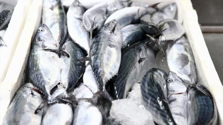 Giresun'da palamut avı sezonu başladı