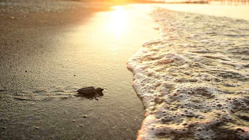 Antalya'da caretta caretta yavruları denizle buluşmaya devam ediyor