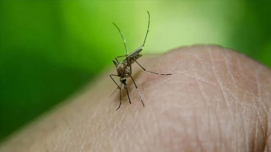Bu yıl Avrupa'da 12 ülkede 625 Batı Nil virüsü vakası görüldü