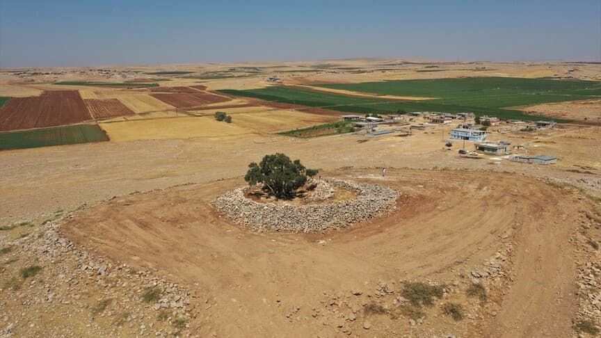Şanlıurfa'daki 13 asırlık zeytin ağacı hala meyve veriyor