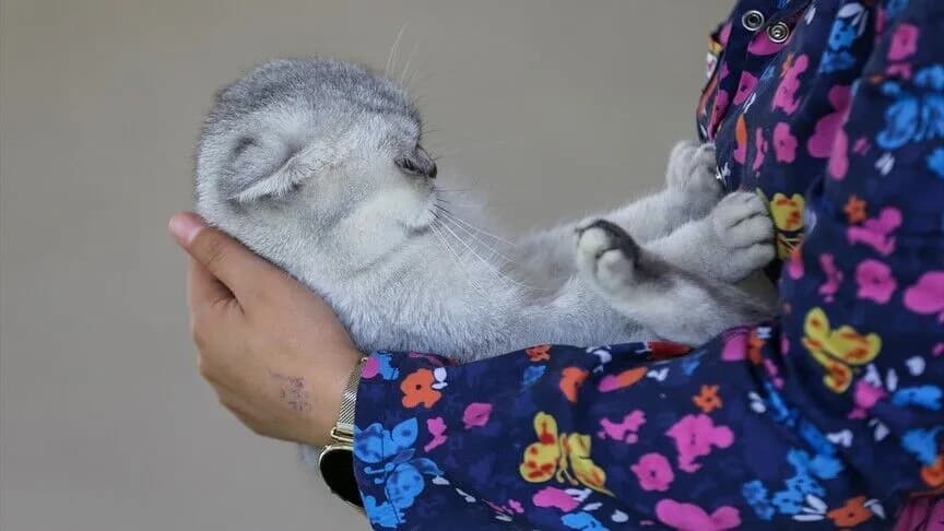 Van'daki sahipsiz kediler yeni kedi evinde yaşamaya başladı
