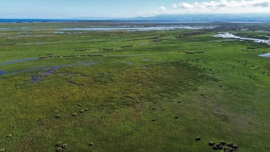 Kızılırmak Deltası'nda kuş göç yolları 25 yıldır izleniyor