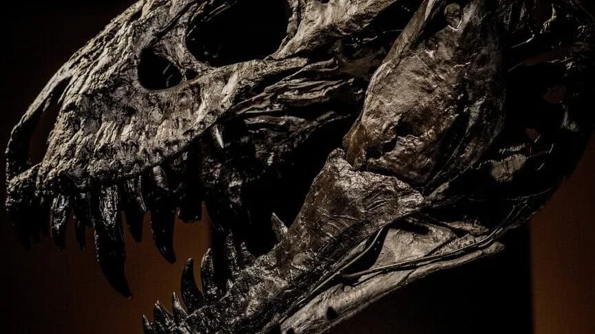 Araştırma T-rex'in vücut ısısının insanlarla benzer olduğunu gösteriyor
