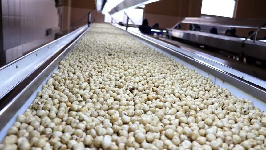 Ağustos ayında ticaret borsalarında 39 bin ton fındık satıldı
