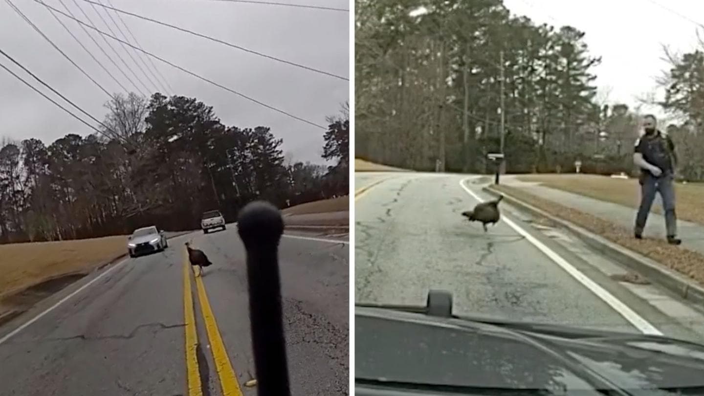 'It tried to attack me!' - Loose turkey gives police runaround