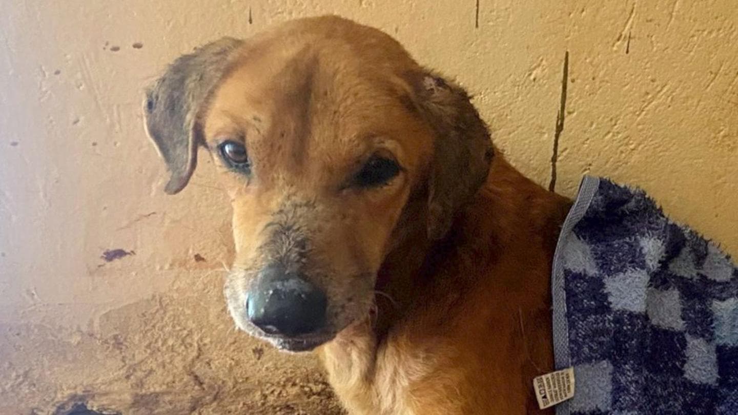 BBC uncovers the Ugandan scammers abusing dogs to elicit donations from animal lovers