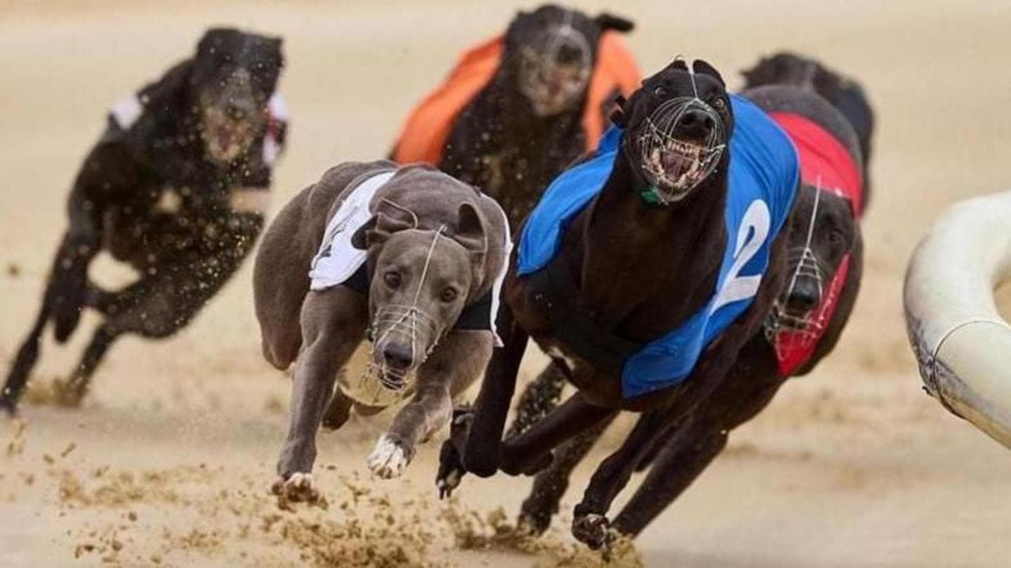 Greyhound racing to be banned in Wales after Senedd vote