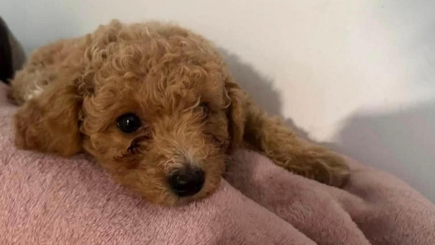 Dog owner alleges groomer caused injury to pet during grooming session