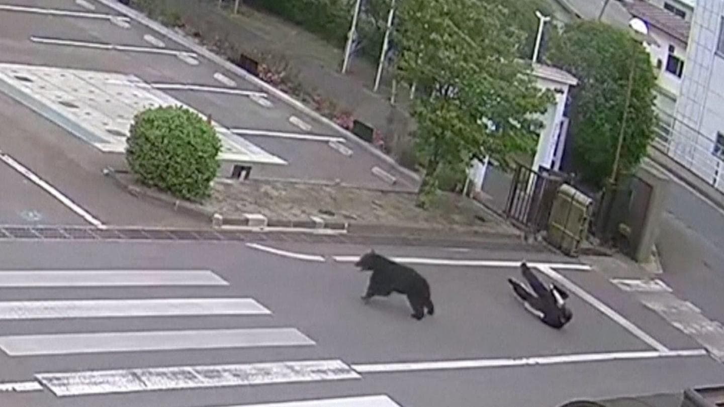 Bear Attacks Workers at Japanese Steel Plant, Injuring Four