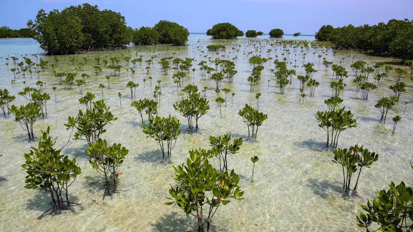 Mangrove Forests Show Signs of Recovery After Years of Human Impact