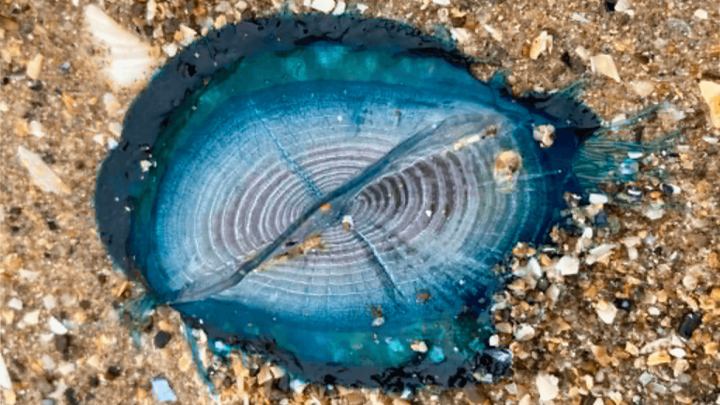 Velella velella, or by-the-wind sailors, spotted on Welsh beaches