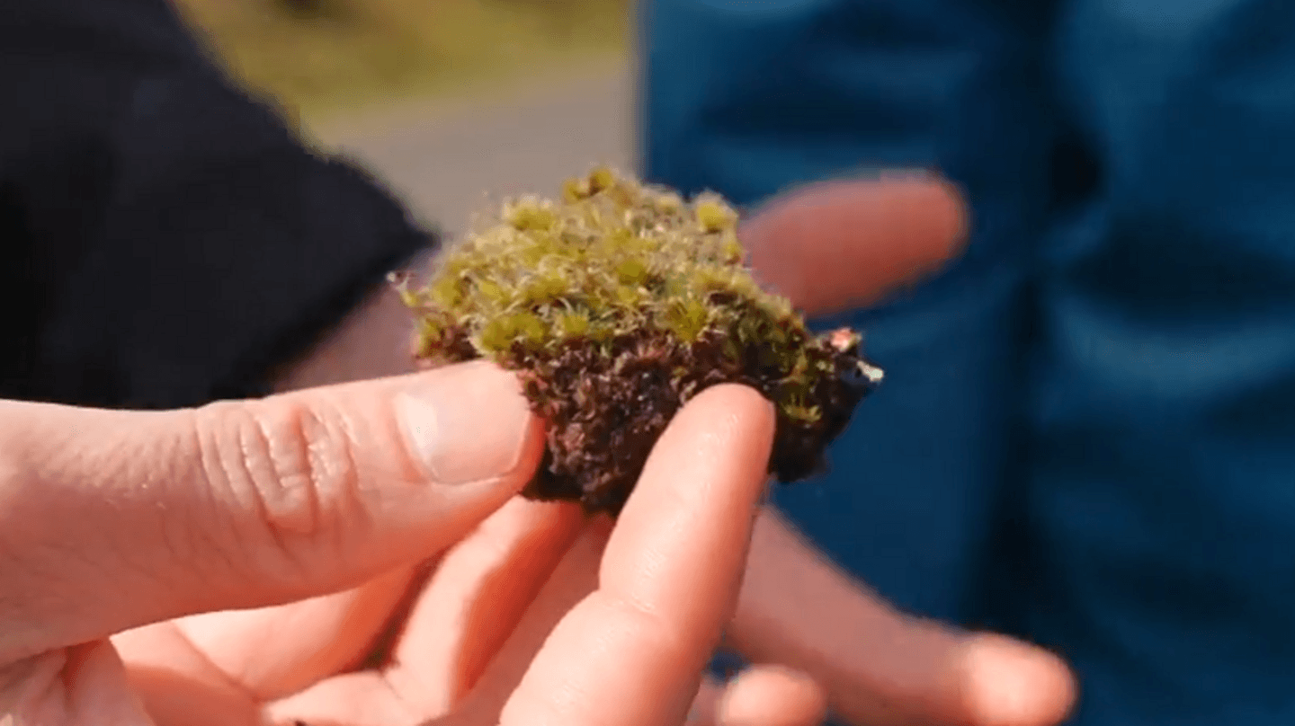 Newly Discovered Fungus Offers Hope for Restoring Native British Habitats