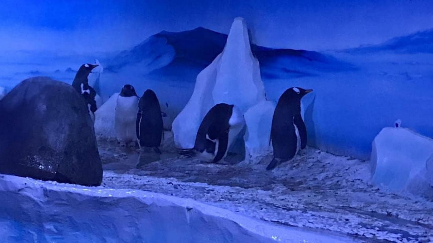 Sea Life Penguins to Move from Basement to Improved Daylight Habitat