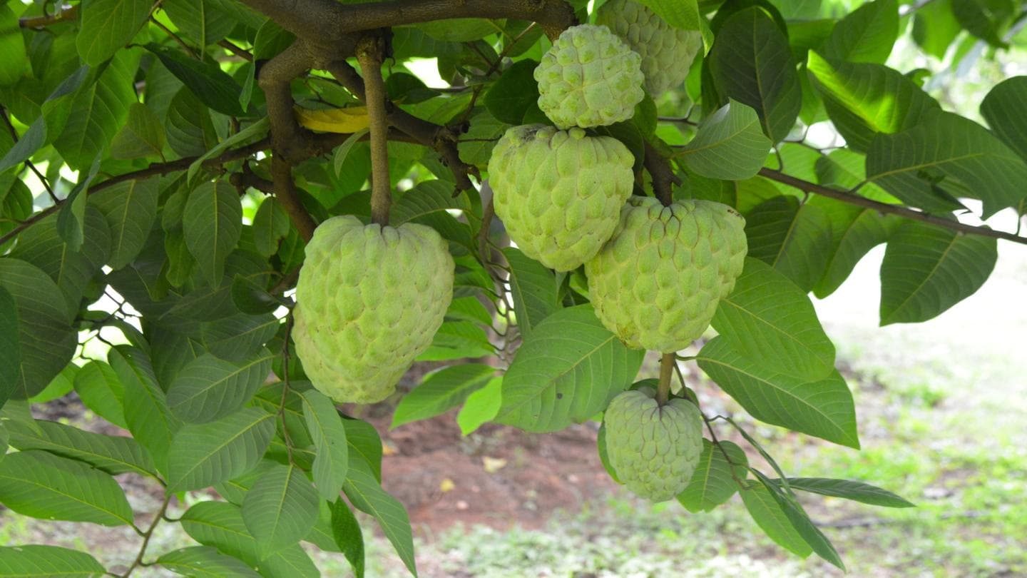 Custard Apple Gains Popularity Despite Export Challenges