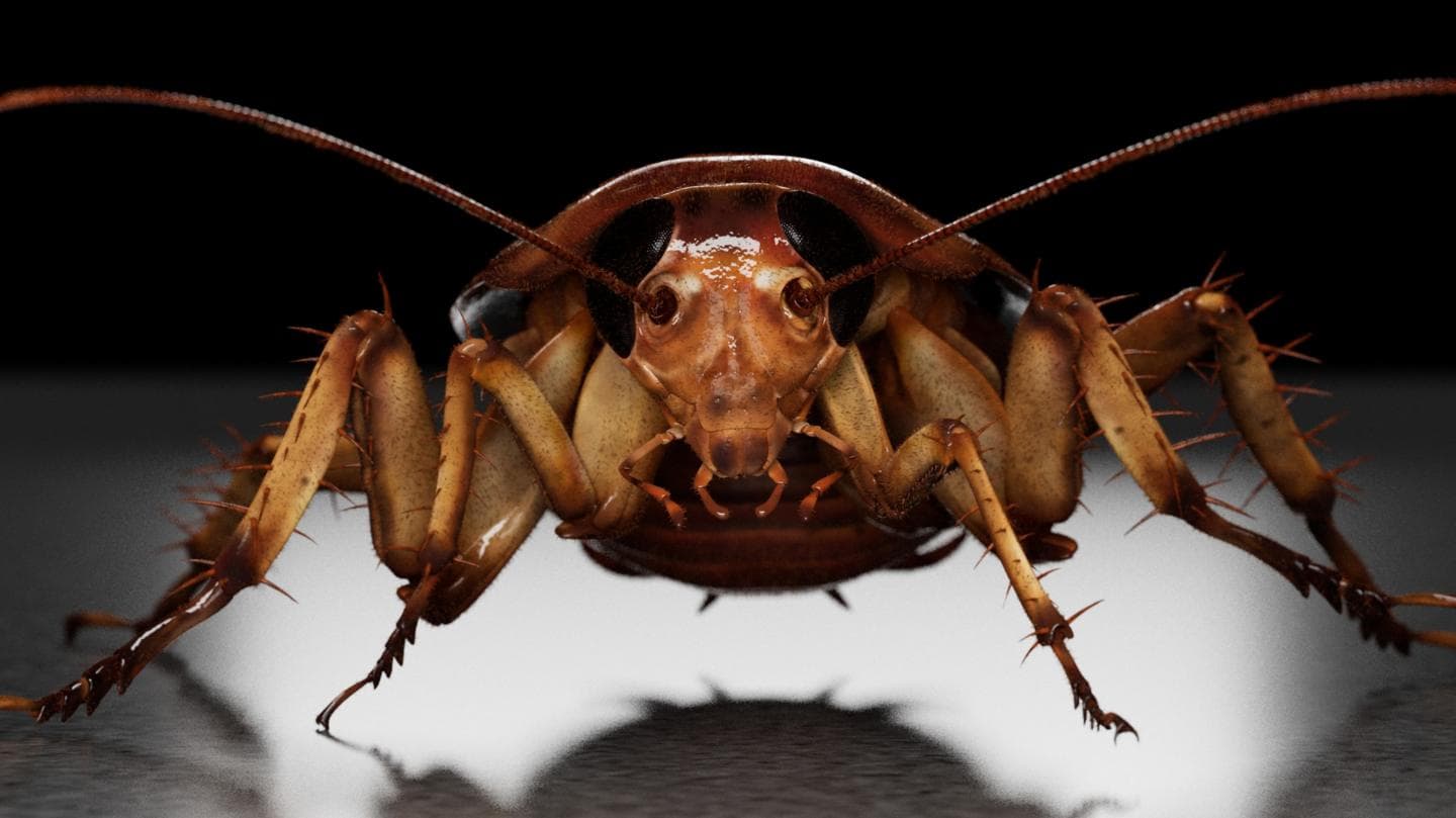 Cockroach Infestations Increase Following Milder Winter Conditions