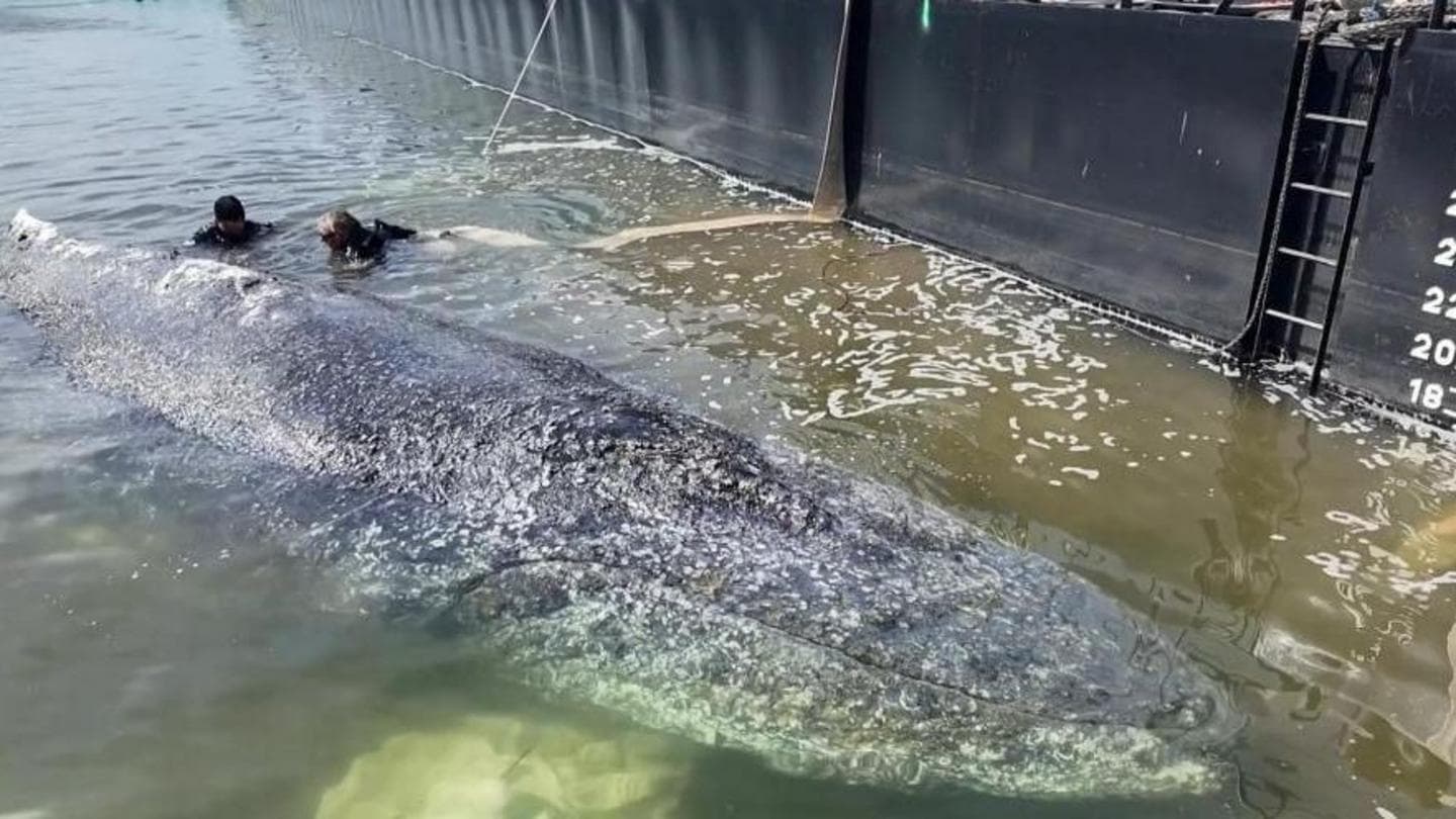 Whale to be removed from Danish island following unsuccessful rescue attempt