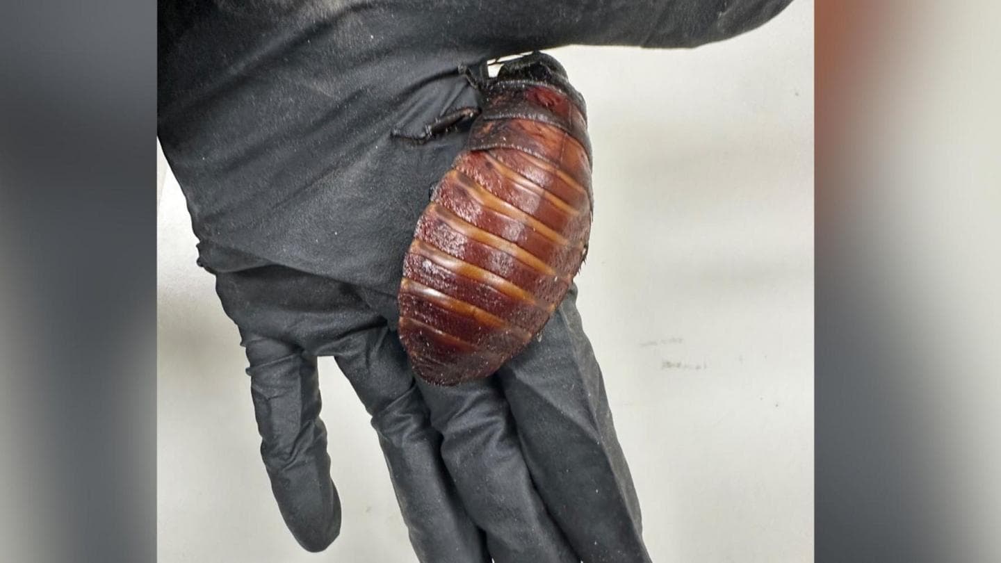 Authorities seize $200,000 worth of illegal insects, including giant cockroaches, in Australia
