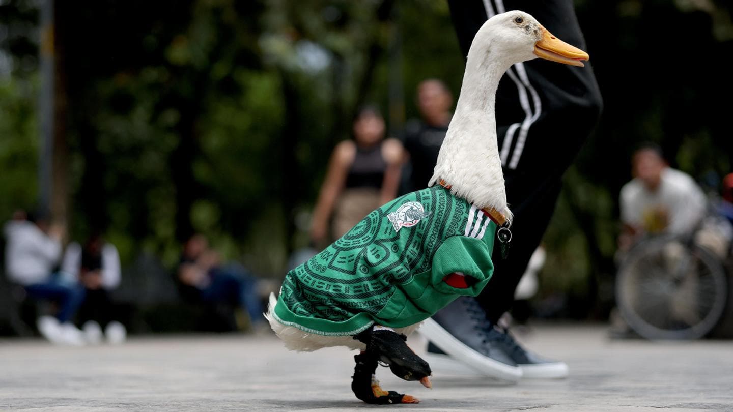 Introducing Merlin the Duck, Mexico's World Cup Mascot