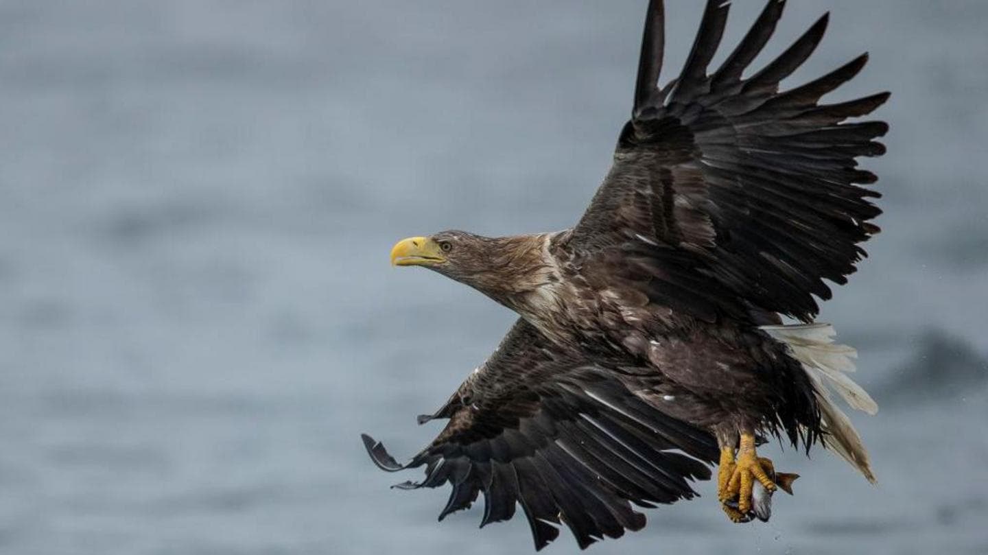 RSPB reports ongoing shooting, trapping, and poisoning of protected birds of prey in Britain