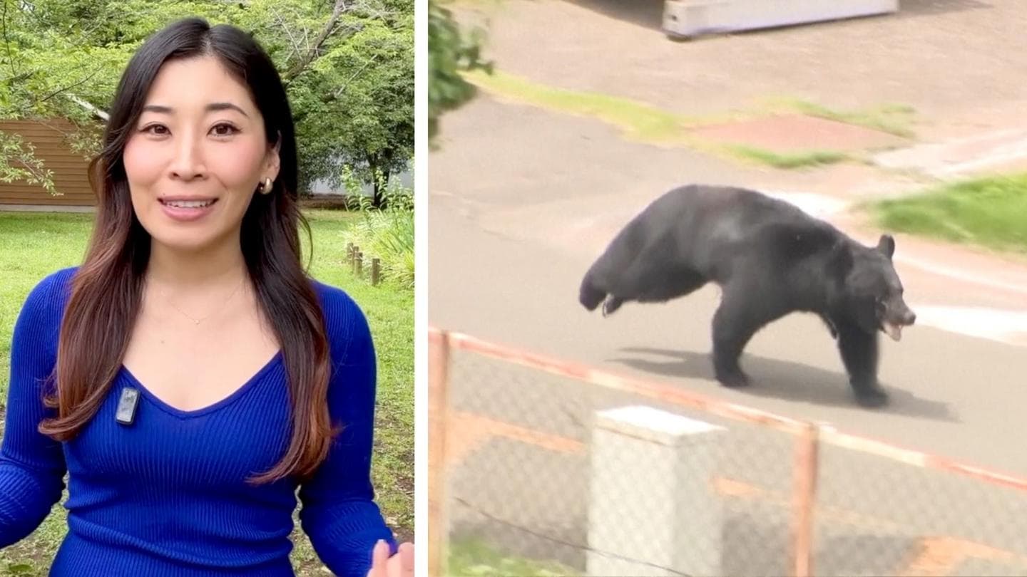 Bear Injures Four and Escapes Capture in Northeast Japan
