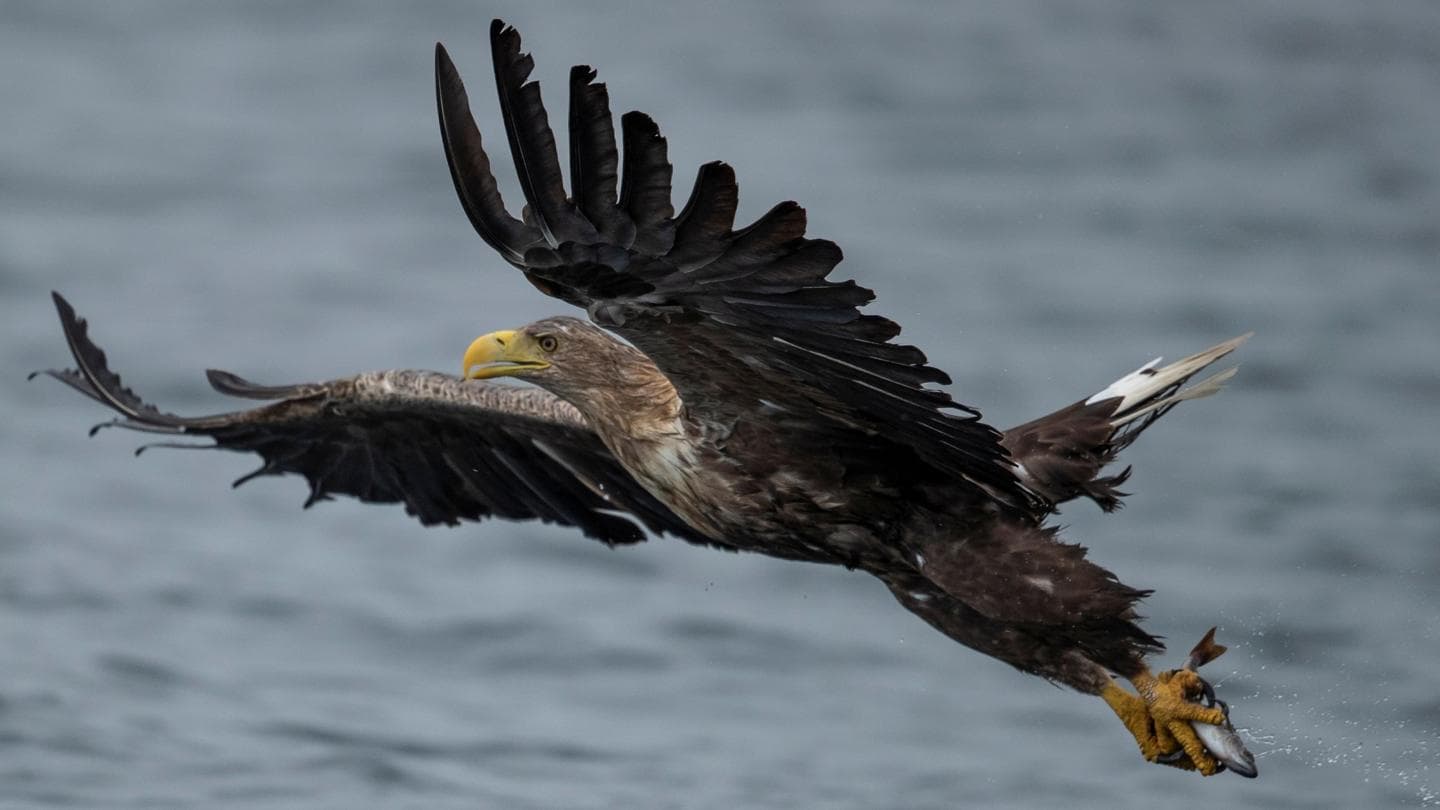 White-tailed Eagles Set for Release in Exmoor Amid Farmer Concerns