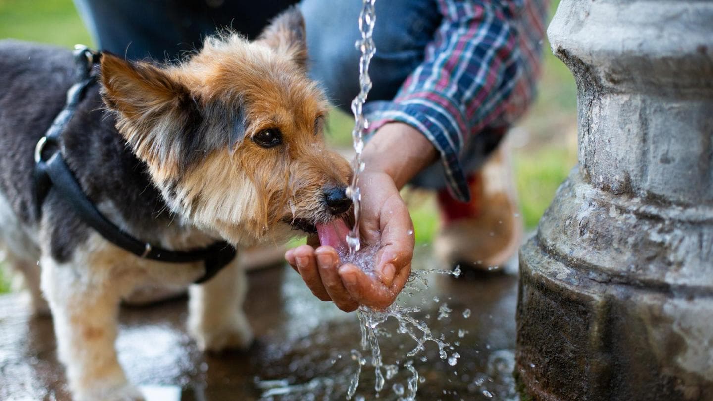 Identifying Signs of Heatstroke in Dogs During Hot Weather