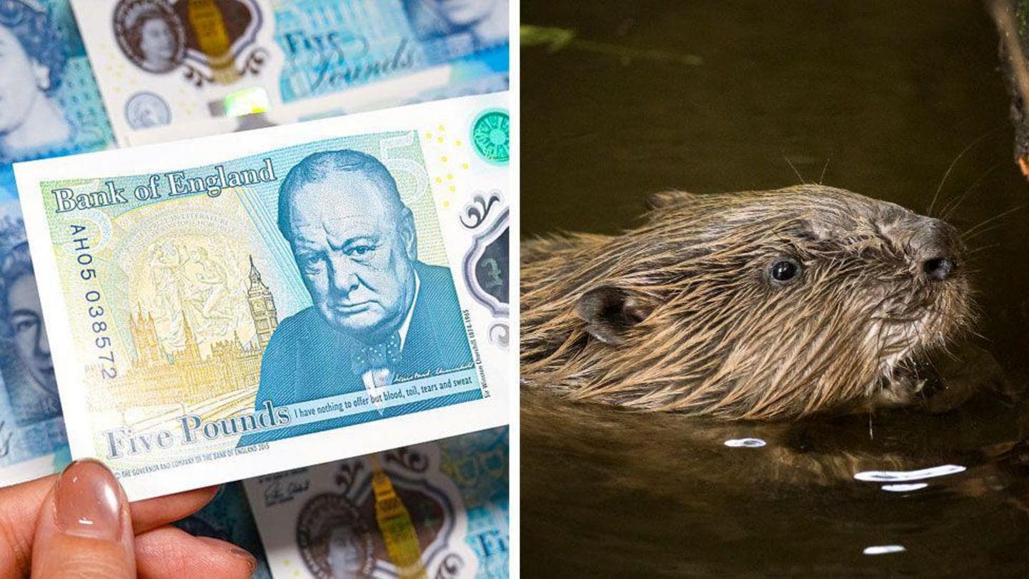 Banknotes, beavers and a very British backlash
