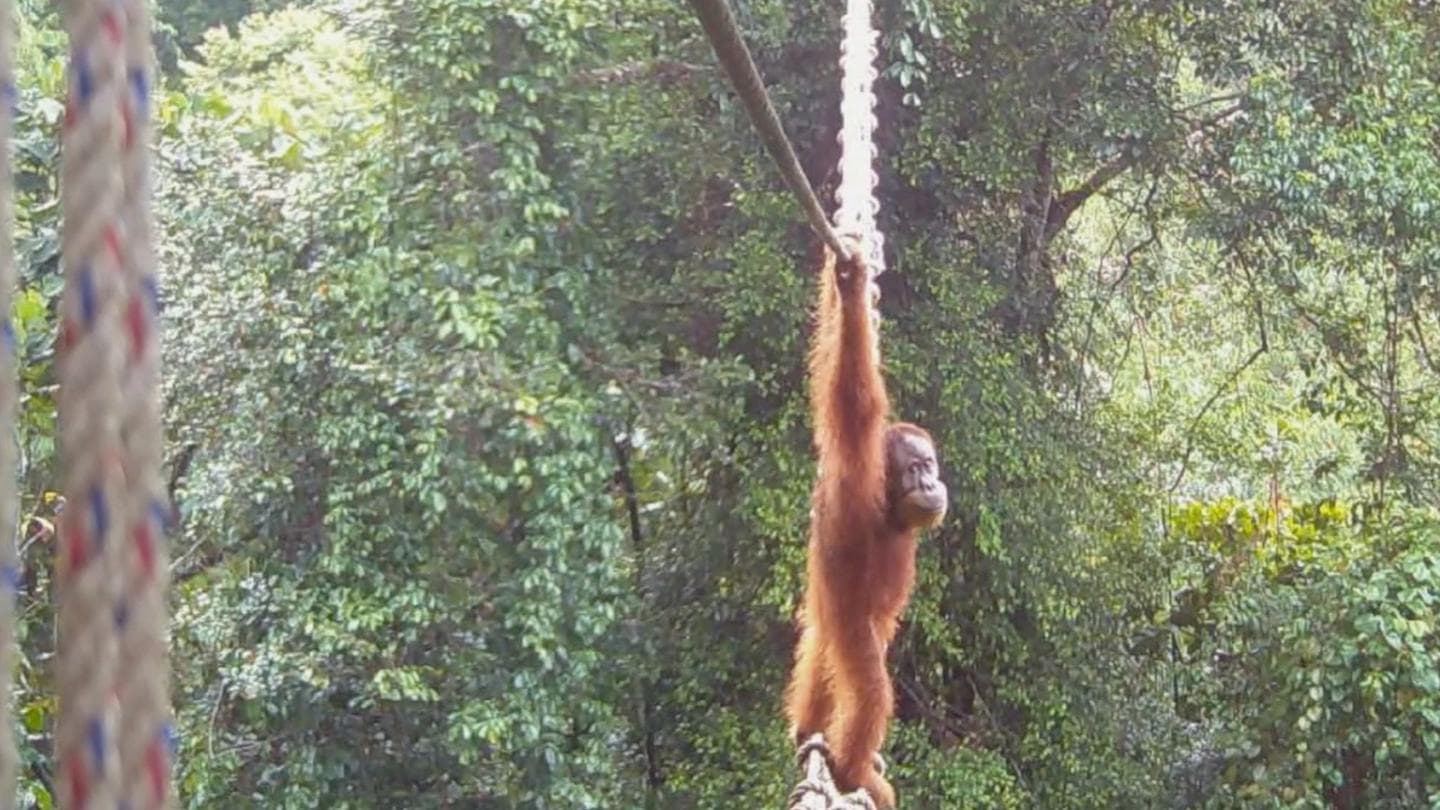 Watch: How one orangutan braved new bridge to unite his split community