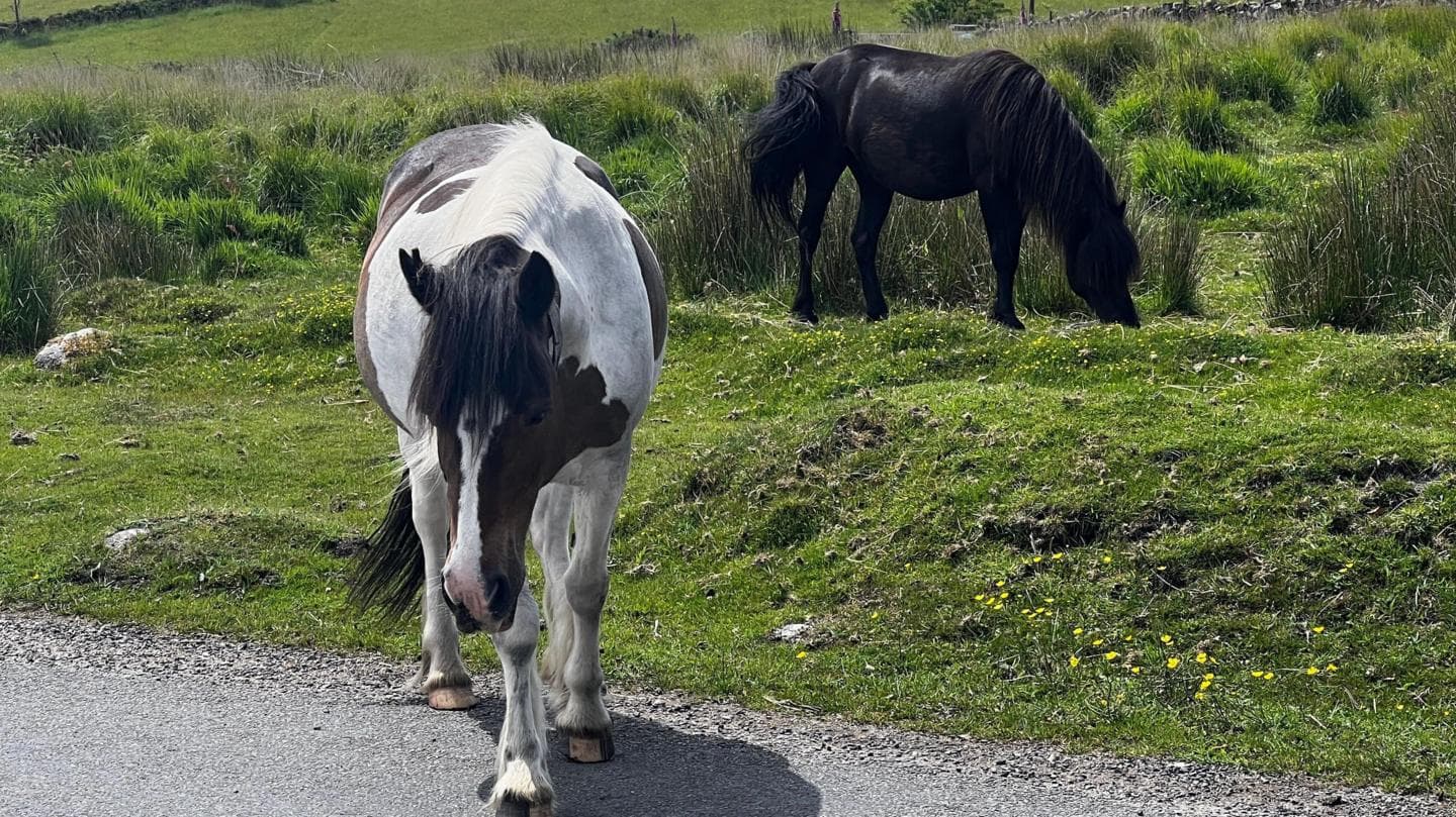 Debate Surrounds Possible Cull of Dartmoor Hill Ponies