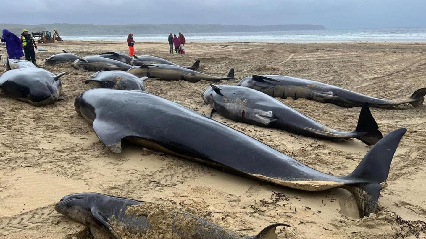 Pilot whale's difficult birth may have triggered mass stranding