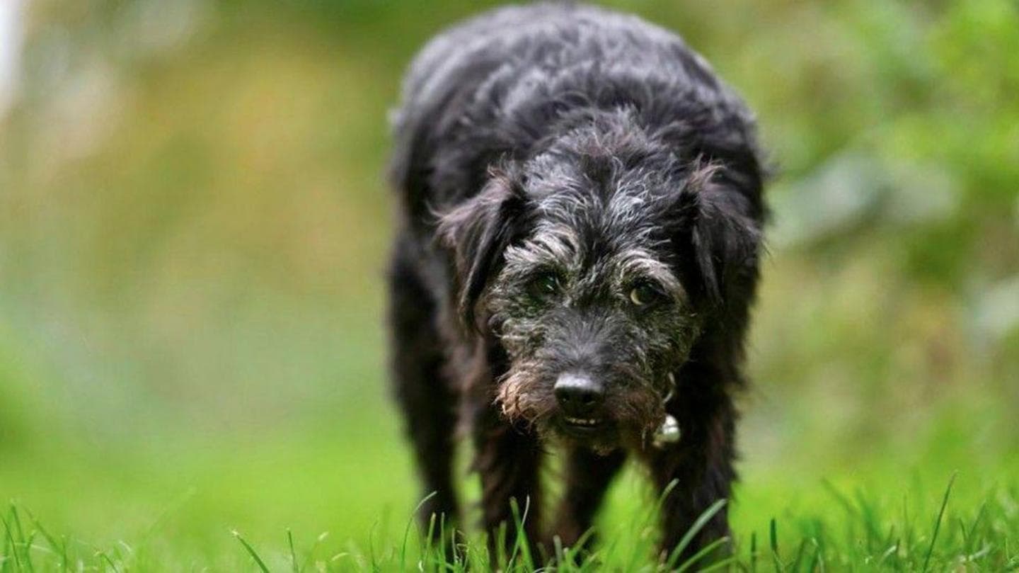 Bob Mortimer saddened by death of Gone Fishing dog