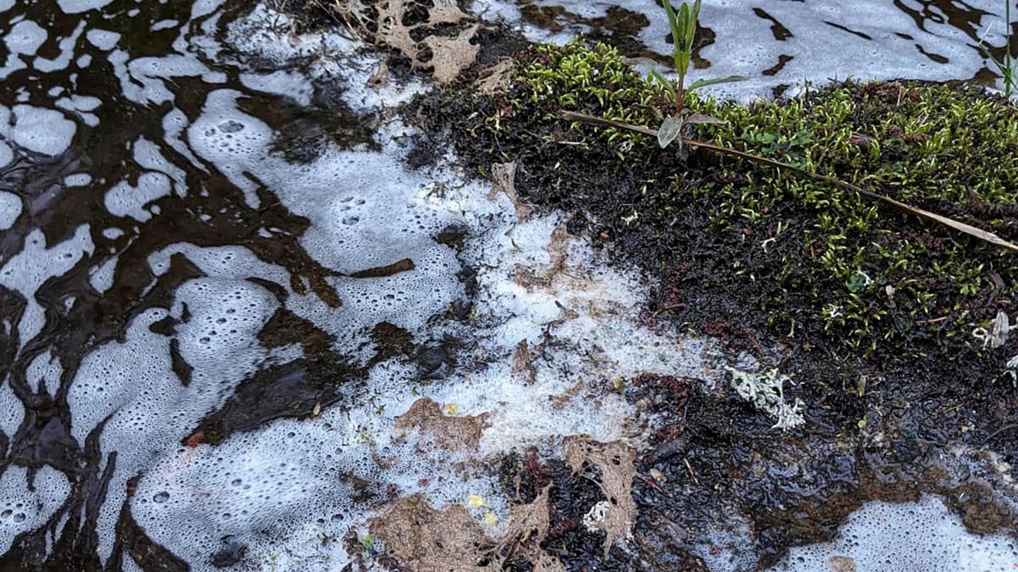 Fish, eels and birds killed in river pollution incident
