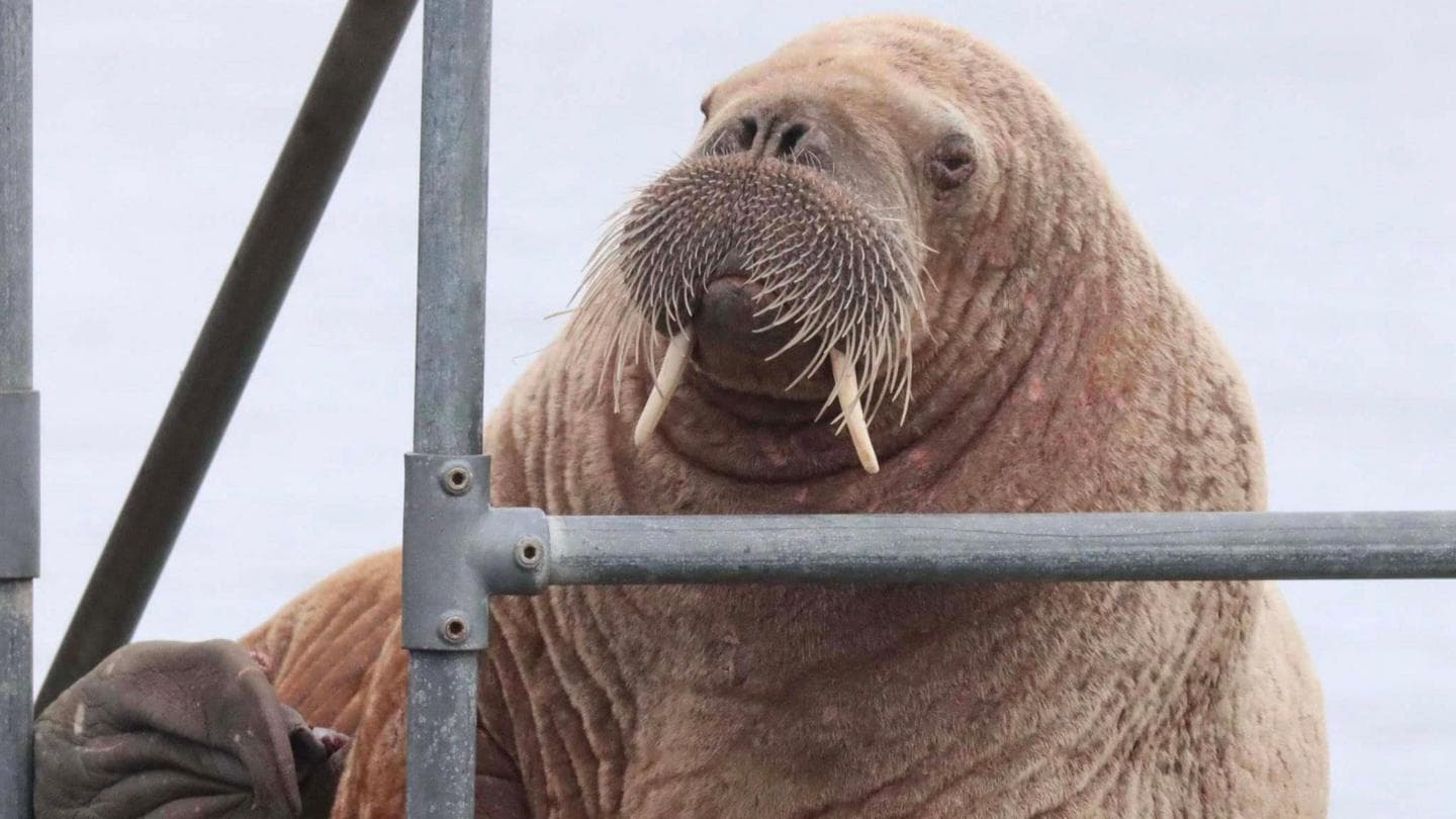 The young walrus drawing crowds as he tours the Scottish coast