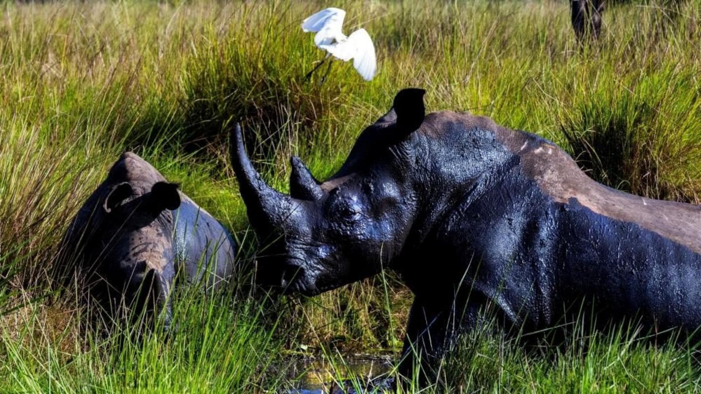Rhinos back in the wild in Uganda for the first time in 40 years