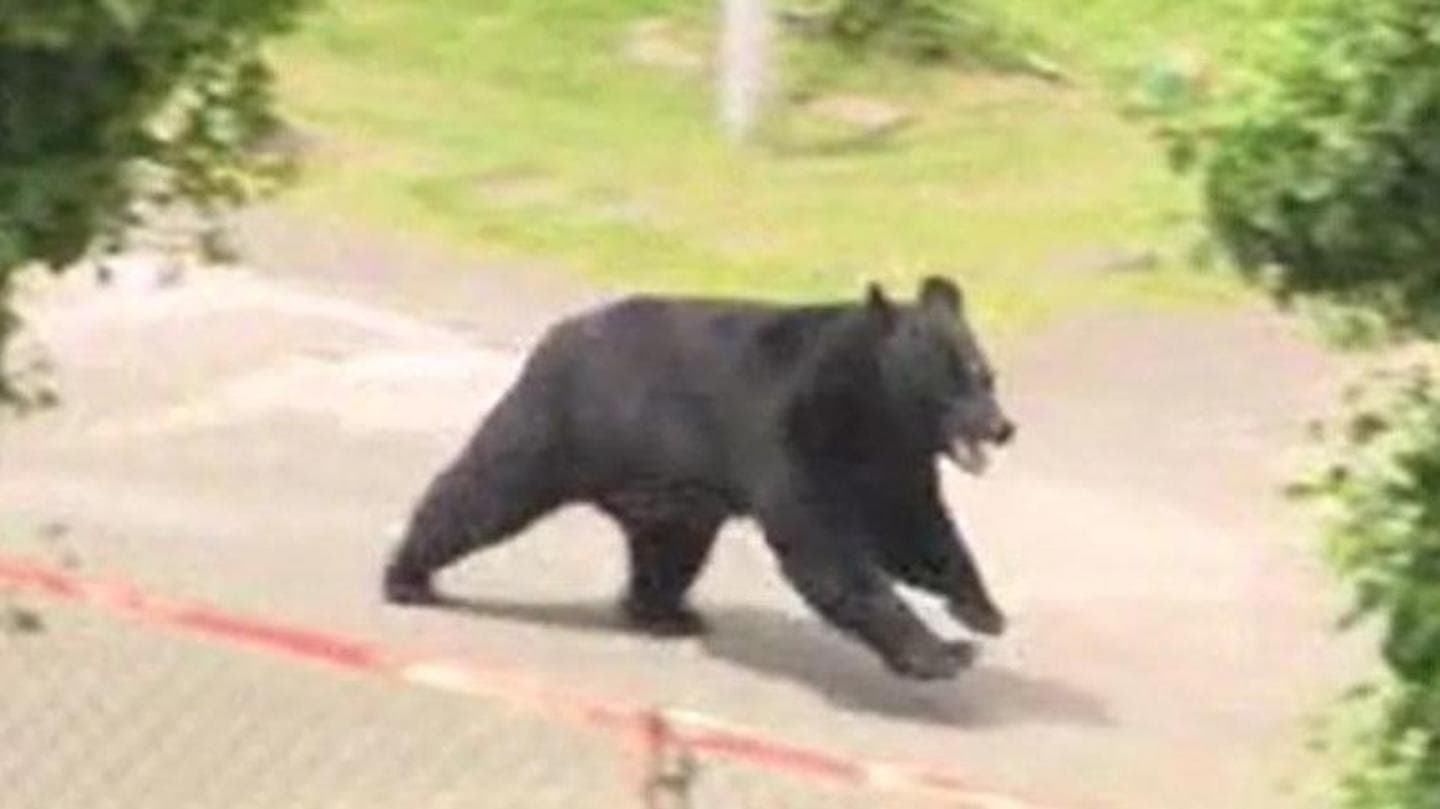 Bear Escapes Factory in Fukushima After Attacking Four People, Police Report