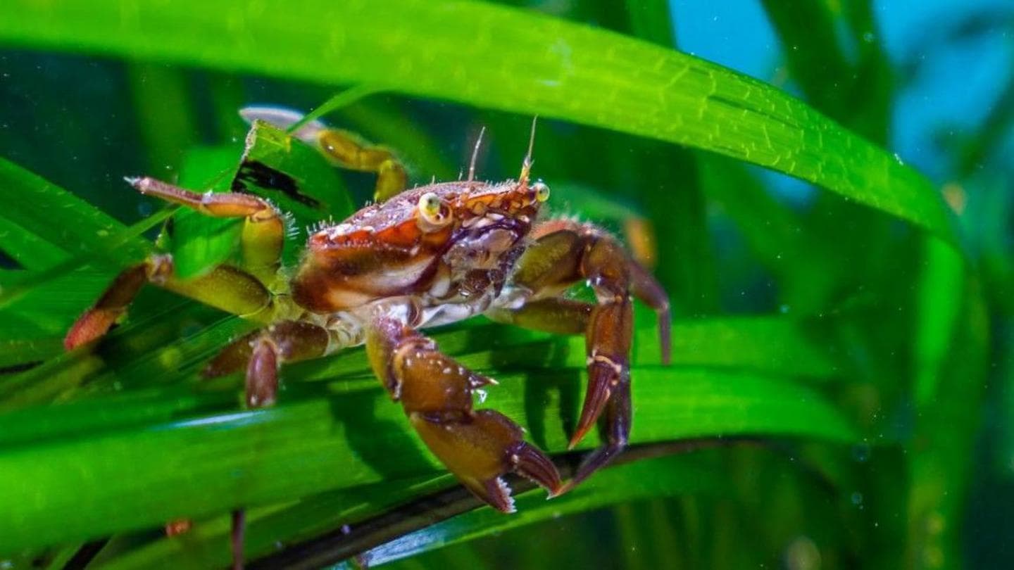 Sewage and agricultural pollution having 'alarming' impact on UK's underwater forests