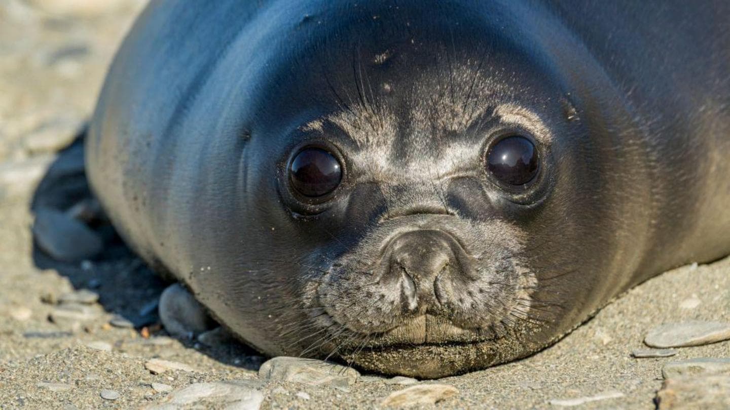 Study reveals bird flu has decimated over 75% of seal pups on Heard Island